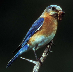 bluebird