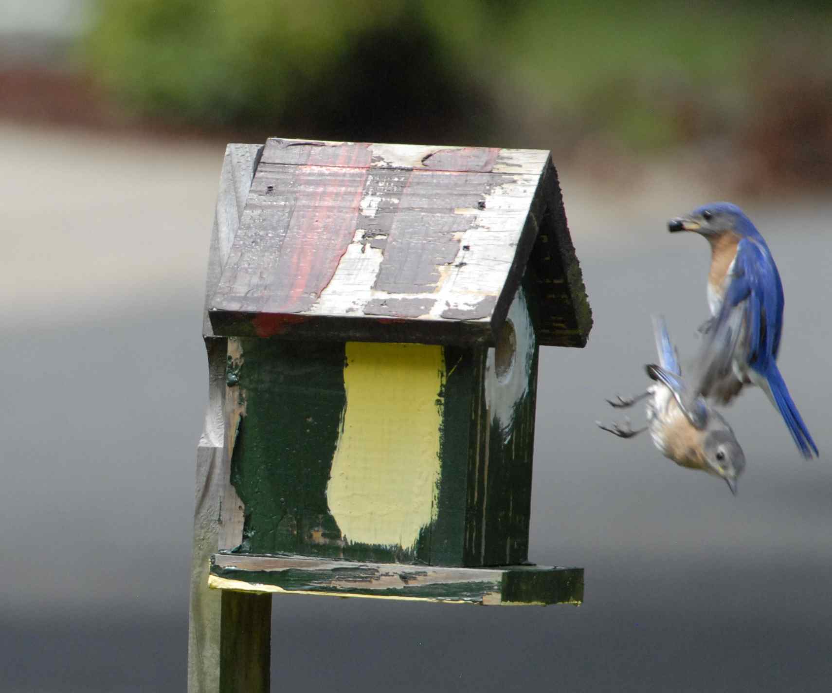 bluebirds flying to house