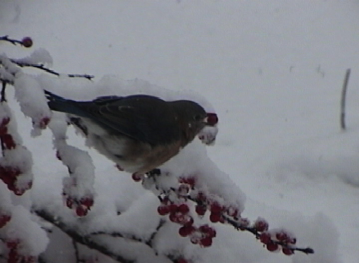 female bluebird with berry