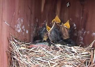 bluebird chicks in nest