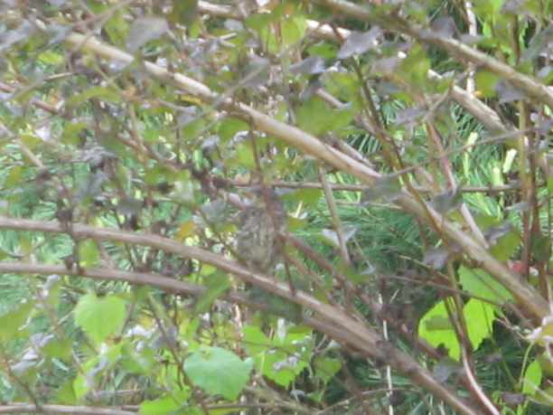 hidden bluebird chick