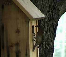 female bluebird on outside of box