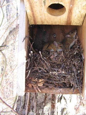 mice in nest box