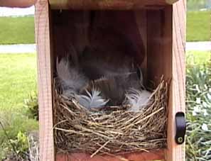 tree swallow nest showing many feathers