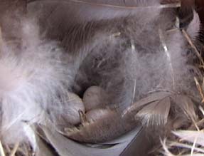 tree swallow nest showing eggs