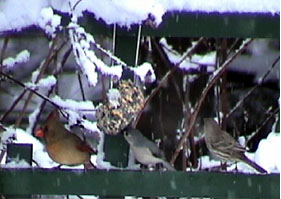 birds at suet treat cardinal, titmouse, finch