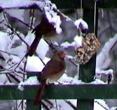 female cardinal at suet treat