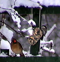chickadee at suet feeder