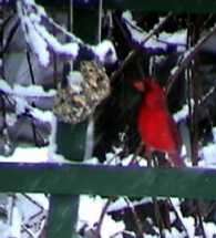 male cardinal at suet treat