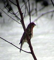 house finch