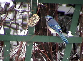 blue jay at suet feeder
