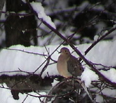 mourning dove