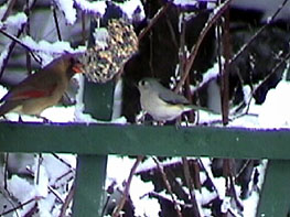 cardinal and titmouse at suet feeder