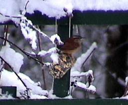 carolina wren at suet feeder in pa