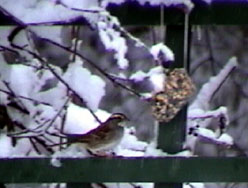 white-throated sparrow