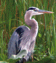 heron