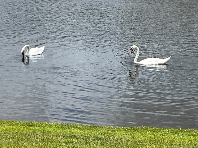 swans swimming