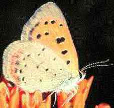 American Copper