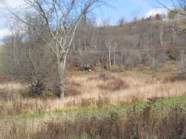 cows browing in meadow