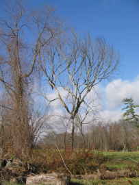 dead tree in meadow