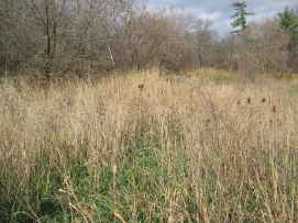 high grass in field