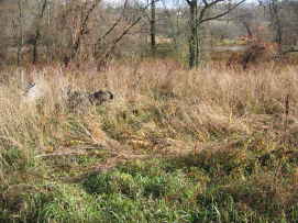 weedy filed in autumn