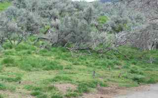 ground squirre colony sagebrush