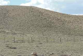 pronghorn antelope herd resting