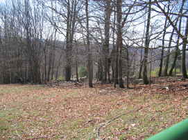 sheep in field with trees