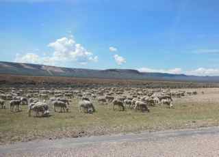 shorn sheep grazing\