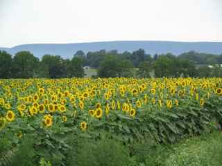 sunflower field awash with yellow blooms