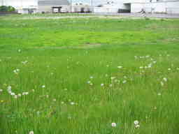 weedy field in spring