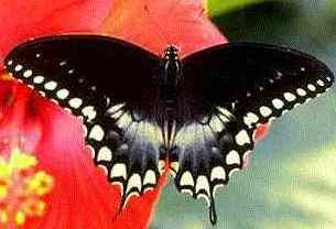 Spicebush swallowtail butterfly