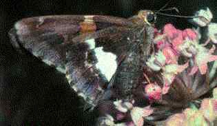 silver spotted skipper