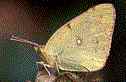 clouded sulphur