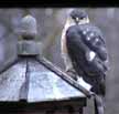 sharpshinned hawk at bird feeder