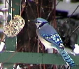 bluejay