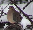 mourning dove