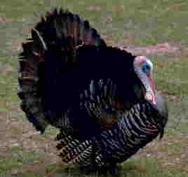 male turkey