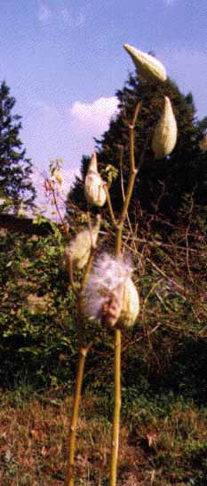 Milkweed pods in the fall along a Pa roadside