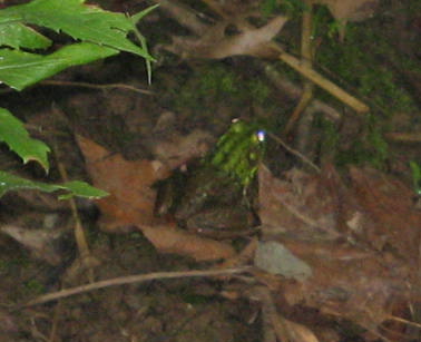 bullfrog along Pennsylvania stream