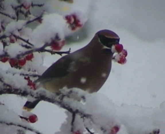 bird eating red berry in snowy scene
