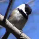 chickadee