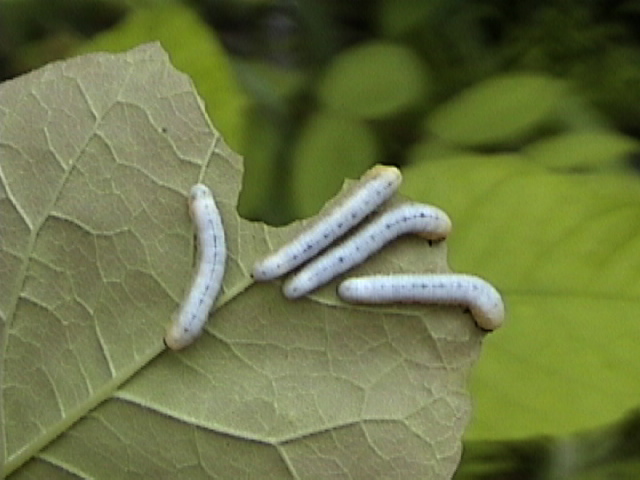 caterpillars under leaf