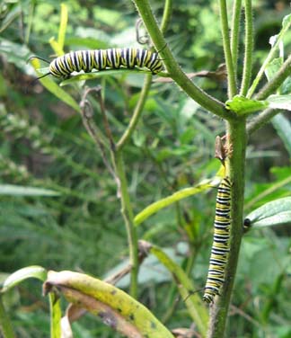 Caterpillar being eaten by a bug