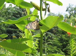 butterfly laying egg