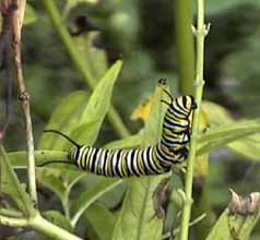 monarch caterpillar