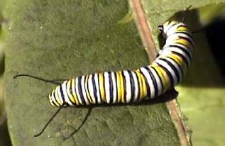 Monarch Butterfly caterpillar