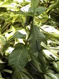 multiple large caterpillars on milkweed plant