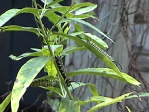 three monarch caterpillars on a milkweed plant